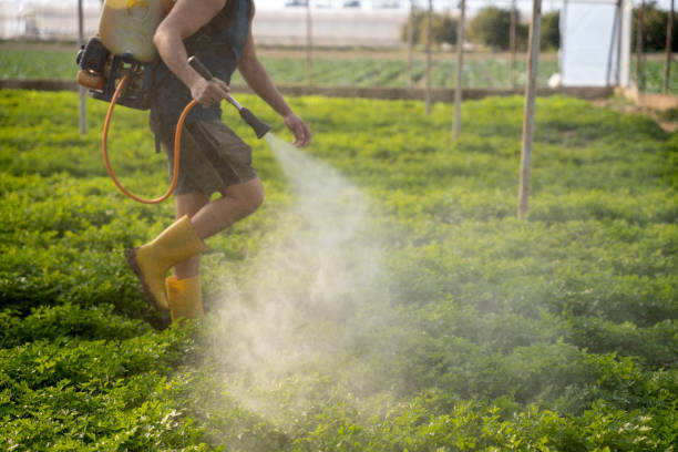 Best Wasp Removal Services  in Brady, TX