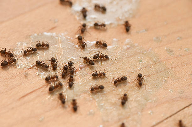 Best Commercial Pest Control Services  in Brady, TX