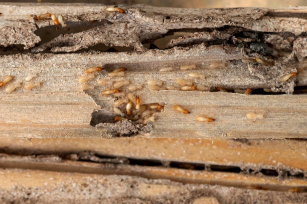 Best Pest Control for Homes  in Brady, TX