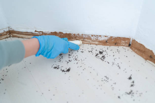 Best Rat Extermination Near Me  in Brady, TX